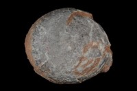 藏品(恐龍蛋化石)的圖片